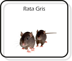 Rata gris